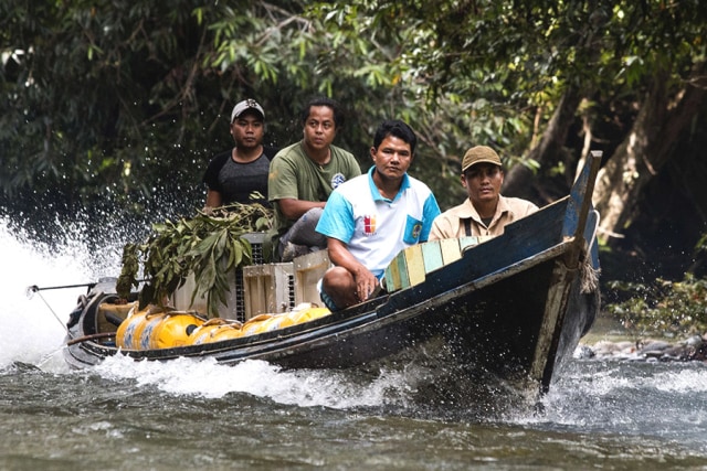 Selain Habitat, Ancaman Perburuan Hantui Kehidupan Orang Utan (101346)
