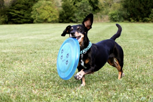 Frisbee bersama anjing (Foto: Pixabay)