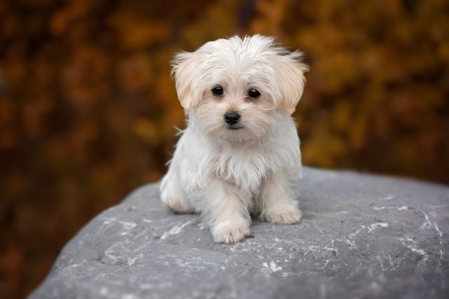 Anjing Maltese (Foto: Pixabay)