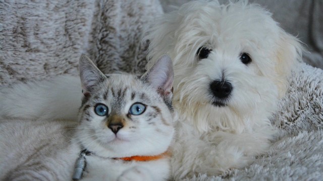 Kucing dan Anjing (Foto: Pixabay)