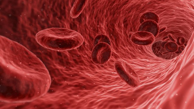 Memperbaiki sel darah merah (Foto: Pixabay)