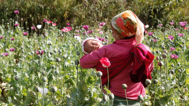 Bayi di Myanmar, digendong di tengah ladang opium (Foto: REUTERS/Soe Zeya Tun)