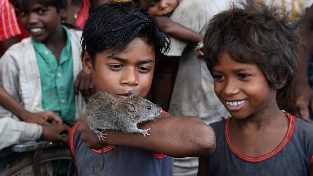 Mengenal Masyarakat Musahar, Pemakan Tikus dari Daerah Miskin India (178793)
