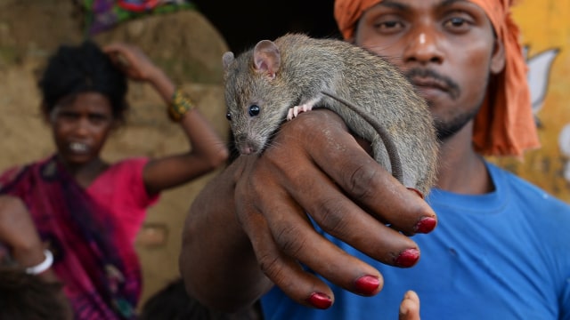 'Rat Eaters' atau pemakan tikus dari Bihar (Foto: SAJJAD HUSSAIN / AFP)