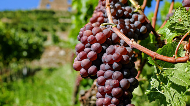 Manfaat anggur untuk ibu hamil. Foto: Pixabay