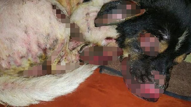 Anjing dibakar orang tak dikenal di Jimbaran. (Foto: dok. I Made Putra Wahyuda)