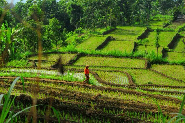 PESONA DESA BEBIDAS – AUTHENTIC PULAU LOMBOK (1)