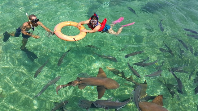 Berenang bersama hiu di Belize. (Foto: Pixabay)