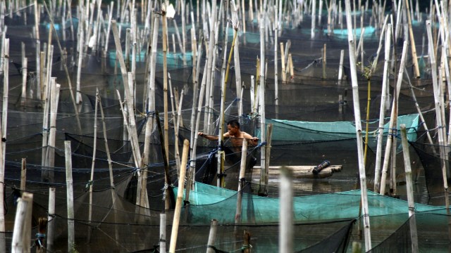 Budidaya ikan Foto: Antara/Yulius Satria Wijaya