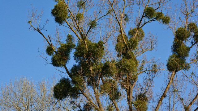 Tanaman Mistletoe Dan Tradisi Berciuman Jelang Natal Di Inggris Kumparan Com