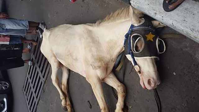 Kuda delman tiba-tiba pingsan akibat kelelahan. (Foto: Facebook Jakarta Animal Aid Network)