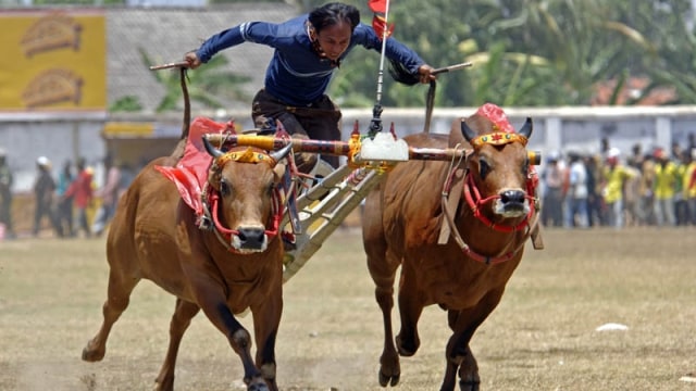 Karapan sapi di Madura (Foto: Wikimedia Commons)