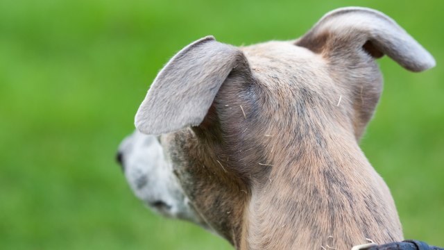 Ilustrasi telinga anjing yang tidak dipotong (Foto: publicdomainpictures.net)