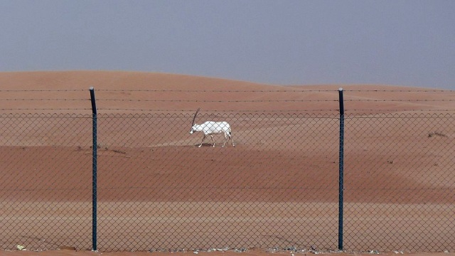 Antelop langka di Arabian Oryx Sanctuary (Foto: Wikimedia Commons)