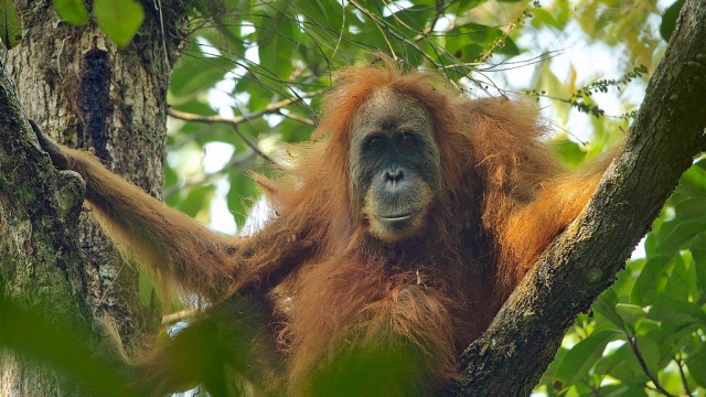 Orang Utan di Hutan Hujan Sumatera (Foto: Wikimedia Commons)