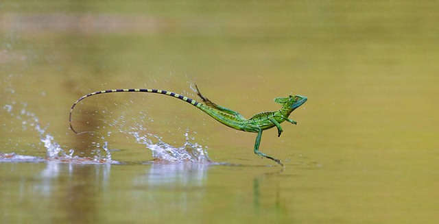 Kadal Basilisk Bisa Berjalan di Atas Air