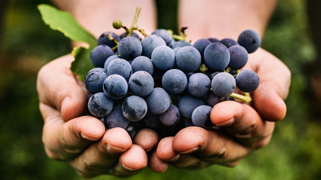 Buah anggur bisa menurunkan berat badan. (Foto: Thinkstock)