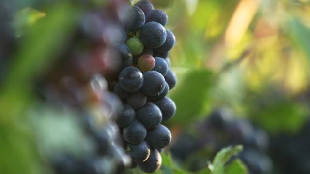 Buah anggur menjaga kesehatan kulit. (Foto: Thinkstock)