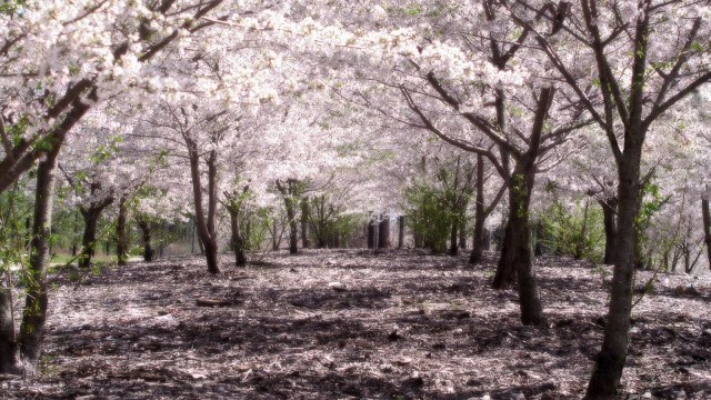Pohon Sakura yang khas di Jepang. (Foto: Wikimedia Commons)