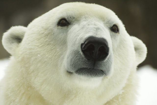 Beruang Kutub di Amerika Serikat Foto: AP Photo/Philadelphia Zoo