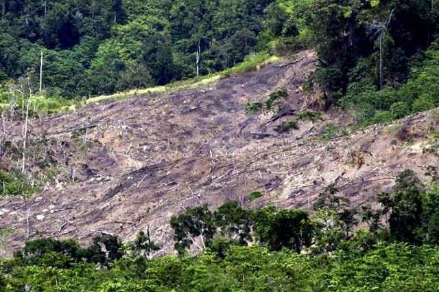 Hutan Lindung Tahura Minas Digundul Pengusaha Sawit Riau