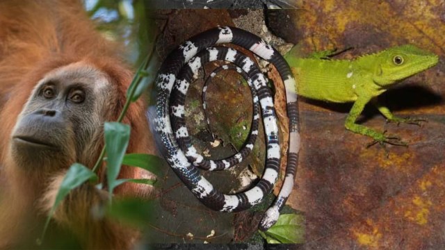 Orangutan tapanuli, ular serigala, kadal bintik  (Foto: Andrew Walmsley/Reuters, Amir Hamidy/LIPI)