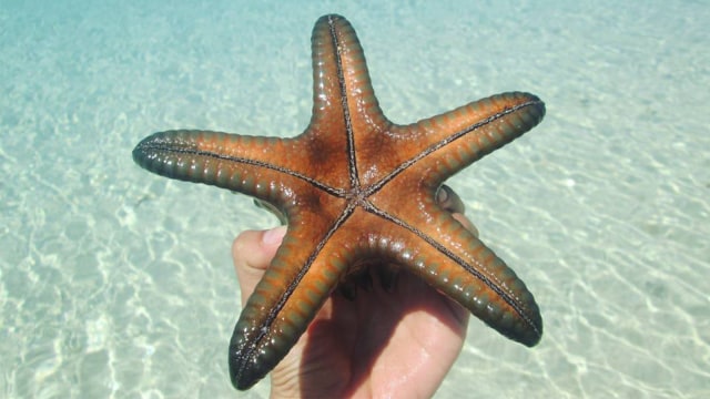Bintang laut di bibir pantai Pulau Rutong (Foto: Instagram @angeliacstdia)