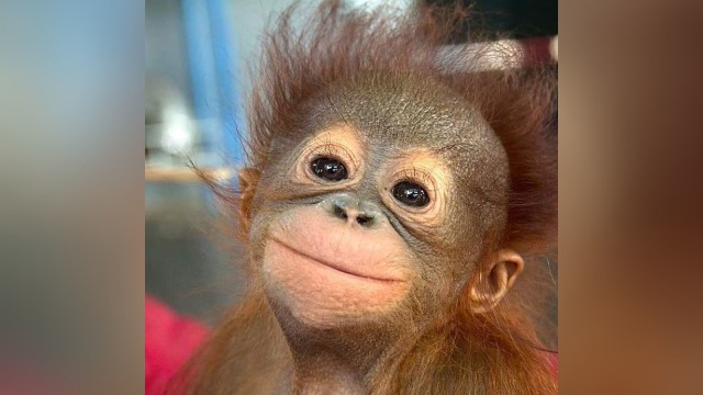 Orangutan (Foto: Instagram/@indoflashlight)