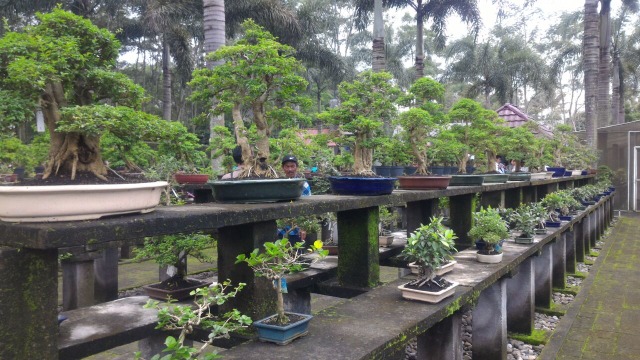 Bonsai Asal Salatiga yang Siap Diekspor ke Eropa (Foto: Dok: Badan Karantina Pertanian Kementan)