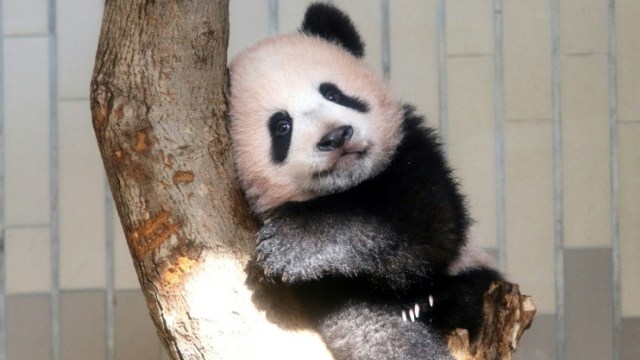 Bayi Panda Xiang-Xiang (Foto:  AFP/Yoshikazu Tsuno)