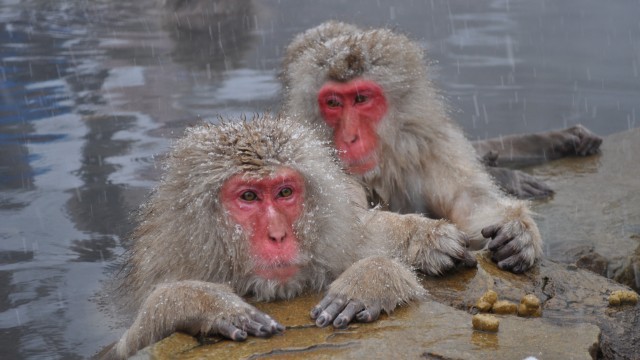 Ilustrasi monyet salju Jepang. (Foto: Wikimedia Commons)