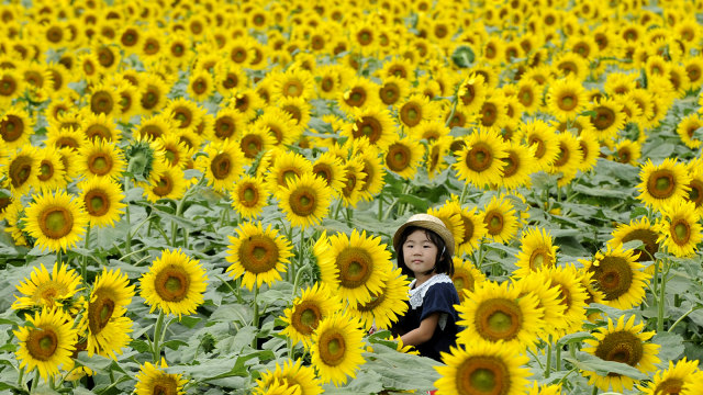 Festival bunga Matahari di kota Nogi, Jepang (Foto: AFP/Kazuhiro Nogi)