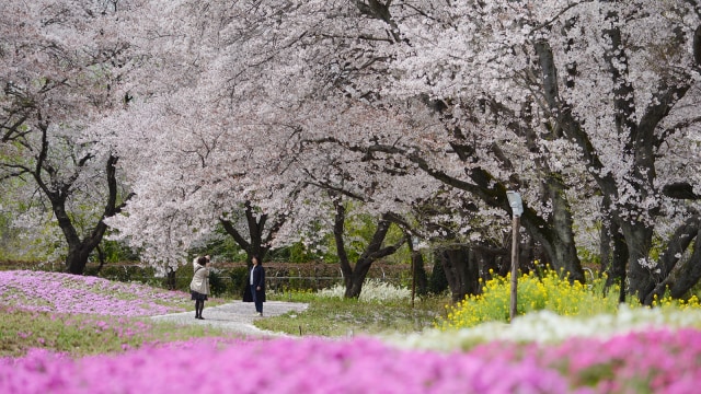 Bunga Sakura di Tatebayashi (Foto: AFP/Kazuhiro Nogi)