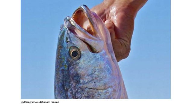  Suara  Pesta Musim Kawin Ikan Corvina Mampu Menyebabkan 