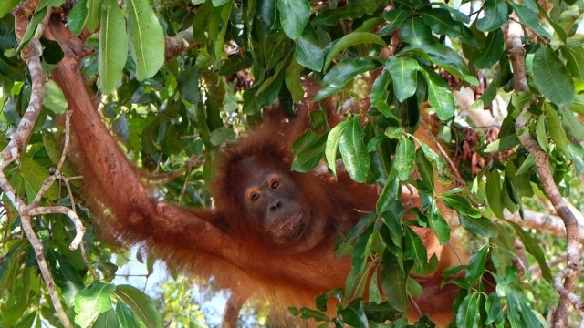 Orangutan di Pulau Kaja, Kalimantan Tengah. (Foto: Instagram @dominiquediyose)