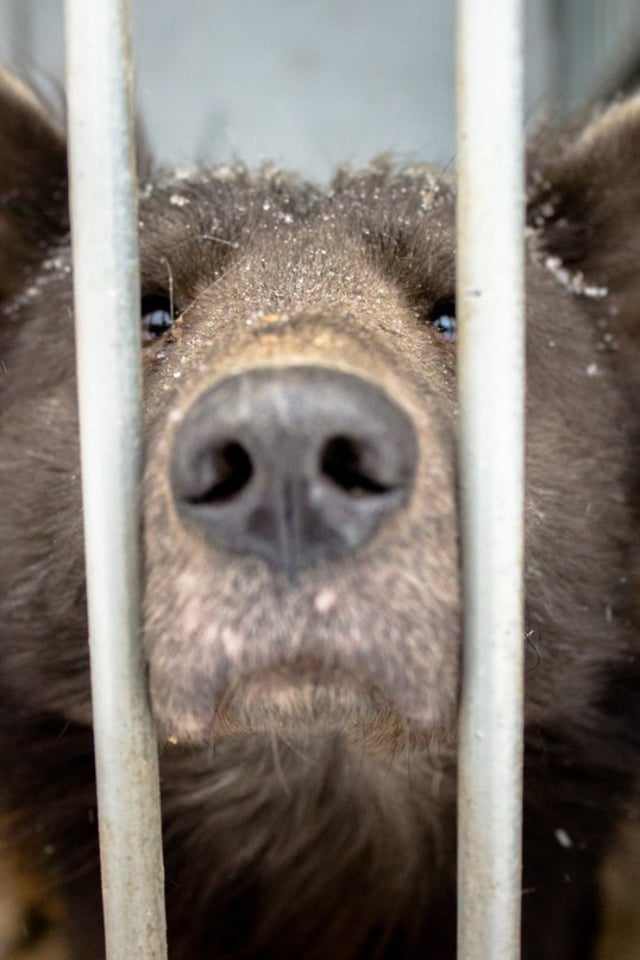 Anjing mirip beruang di Rusia. (Foto: Polina Kefer, Nom Dosh/VK.com)