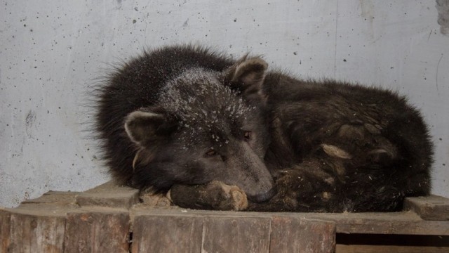 Anjing mirip beruang di Rusia. (Foto: Polina Kefer, Nom Dosh/VK.com)