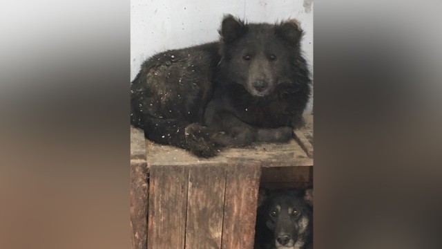 Anjing mirip beruang di Rusia (Foto: Polina Kefer, Nom Dosh/VK.com)