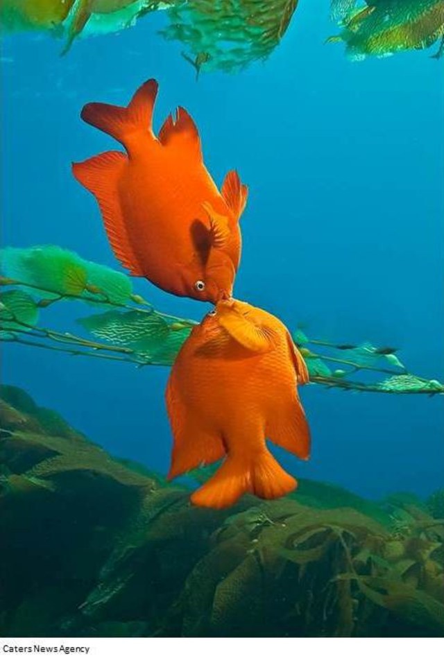 Marty Snyderman Dan Indahnya Tingkah Laku Hewan Hewan Laut Dalam