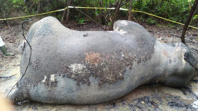 Gajah Betina Mati di Aceh Timur (Foto: Dok.BKSDA Provinsi Aceh)