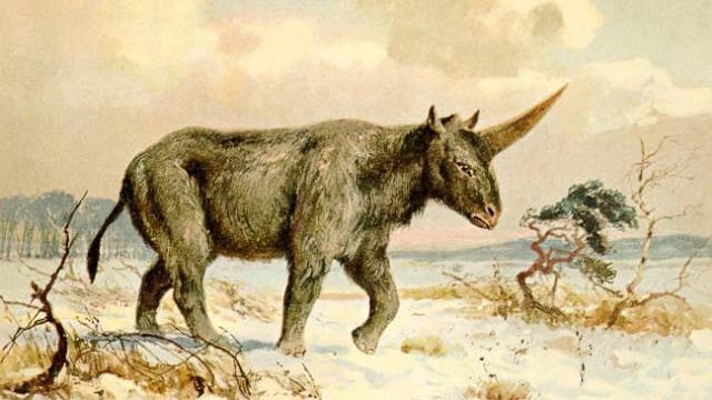 Elasmotherium sibiricum, unicorn di dunia nyata (Foto: Heinrich Harder/Wikimedia Commons)