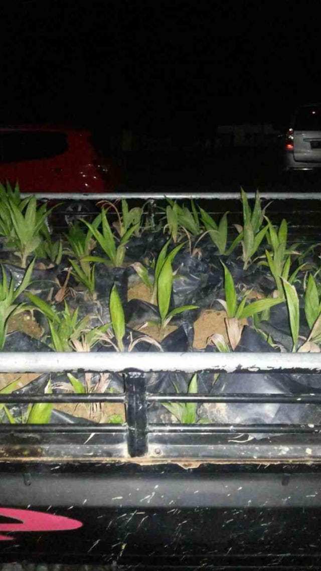 Karim, Oknum PHL PT Agro Curi Bibit Kelapa Sawit Dibekuk (1)