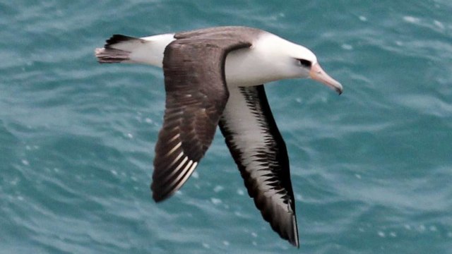 Albatros (Foto: Wikimedia Commons)