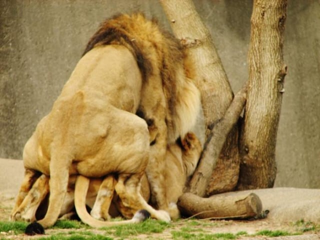 Perilaku seksual pada singa (Foto: Wikimedia Commons)