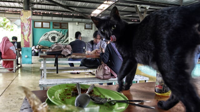 Populasi Kucing Liar (Foto: Iqbal Firdaus/kumparan)
