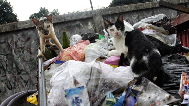 Populasi Kucing Liar (Foto: Iqbal Firdaus/kumparan)