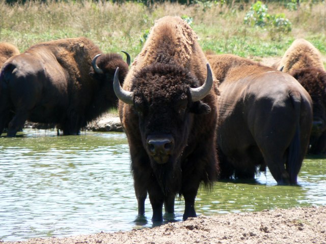 Bison Amerika (Foto: Wikimedia Commons)