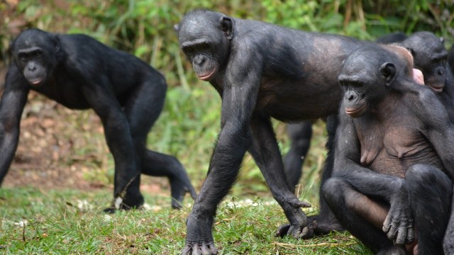 Bonobo (Foto: Wikimedia Commons)