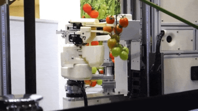 Robot pemetik tomat dari Panasonic. (Foto: nikkeibp/YouTube)