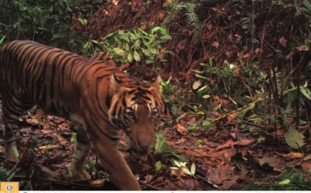Harimau Sumatera Bunuh Pekerja Sawit di Perkebunan Riau